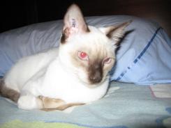 more kittens